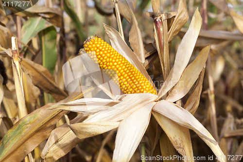 Image of yellowed ripe corn