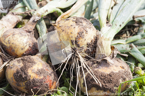 Image of ripe onion head