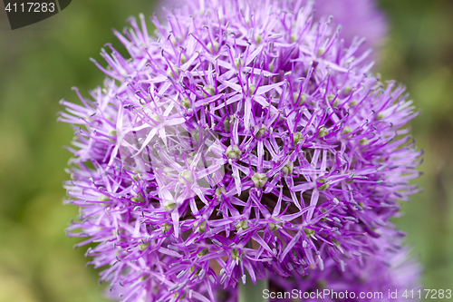 Image of Flower onion, close-up