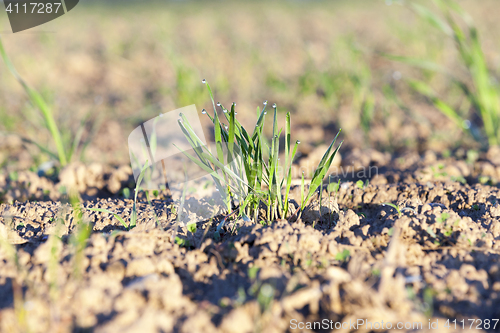 Image of young grass plants, close-up