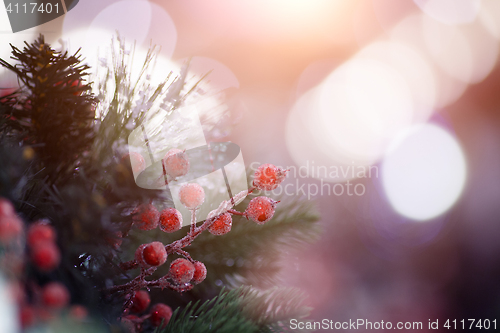 Image of Festive fir branches with berries