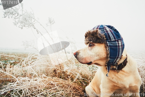 Image of Dog with cap in winter