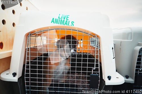 Image of Dog traveling by airplane