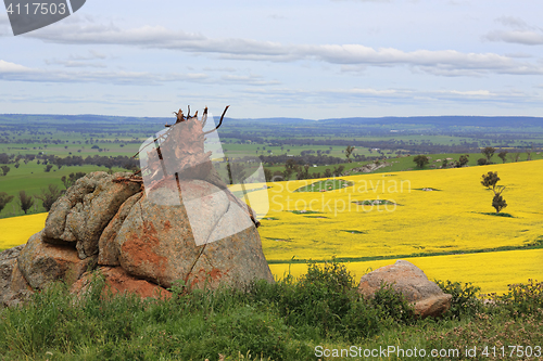 Image of Tree stump on a rock