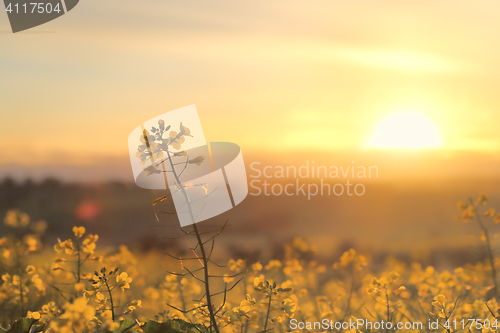 Image of Sunrise Golden Canola