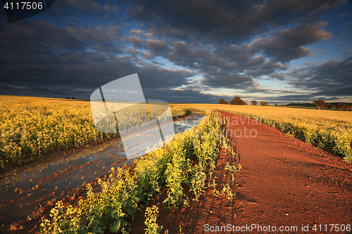 Image of First rays of light across Canola Fields Australia