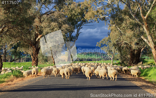 Image of Sheep herding in country NSW