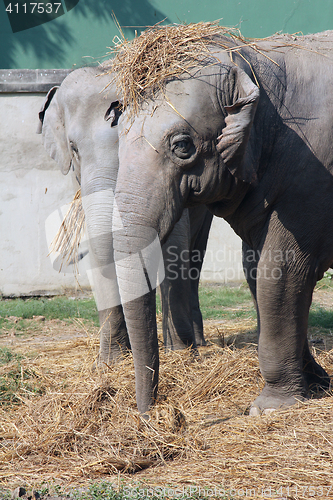 Image of Asian Elephant