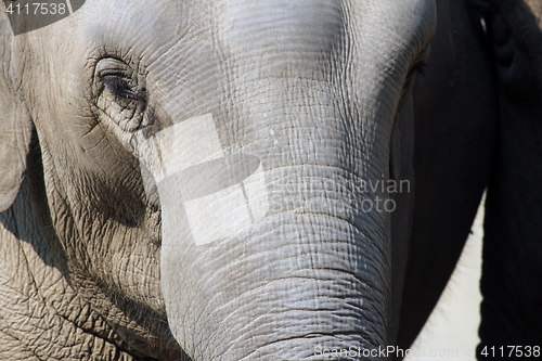 Image of Asian Elephant