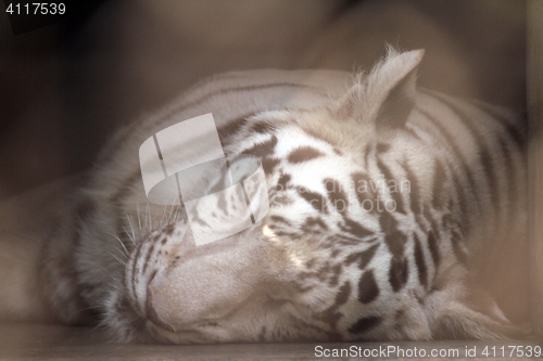 Image of White Bengal tiger