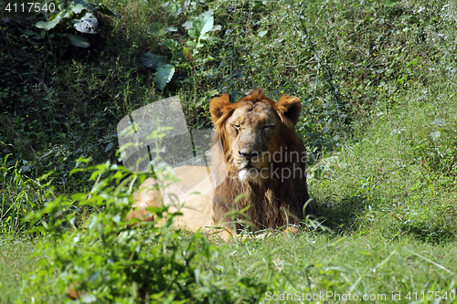 Image of Lion (Panthera leo)