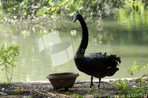 Image of Black swan