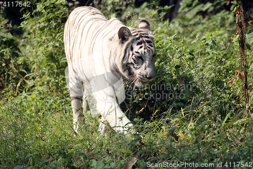 Image of White Bengal tiger