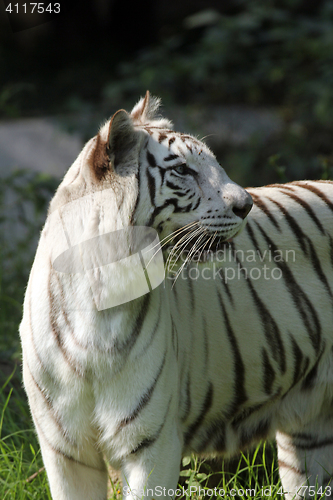 Image of White Bengal tiger