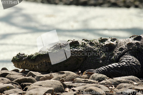 Image of Freshwater Crocodile