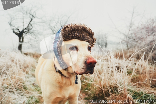 Image of Dog with cap in winter