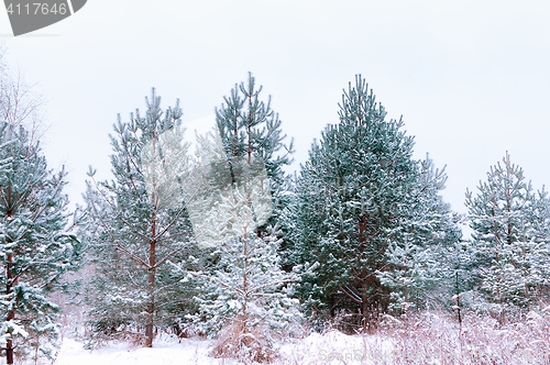 Image of Snow-covered Spruces And Pines