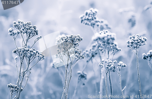 Image of Hoarfrost On The Flowers In Winter Field