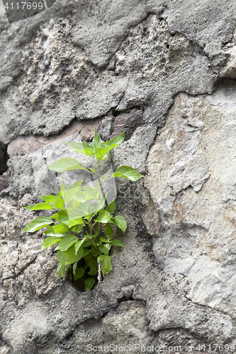 Image of Young plant growing on a stone wall