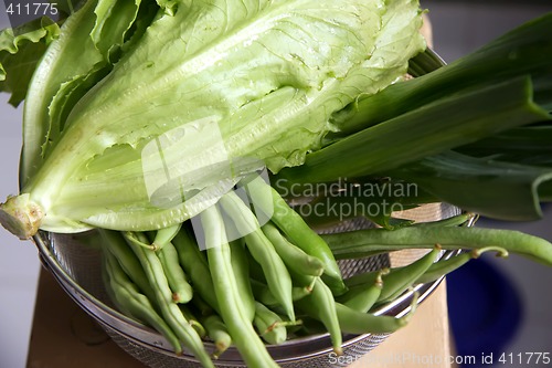 Image of Fresh lettuce