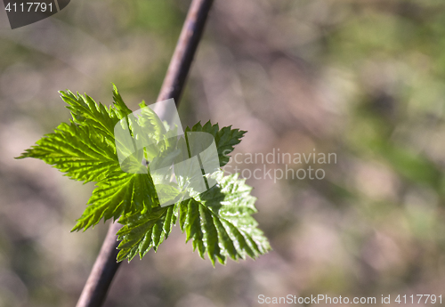 Image of Young raspberry leaves