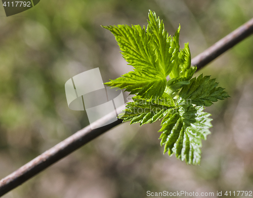 Image of Young raspberry leaves