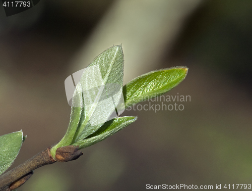 Image of Spring leaves, macro shot