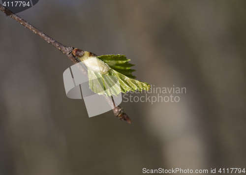 Image of Spring leaves, macro shot