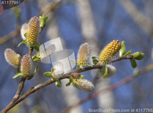 Image of Pussy-willow in the spring