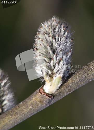 Image of Pussy-willow, macro shot