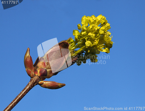 Image of Flowering burgeon against blue sky