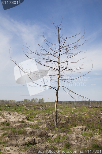 Image of Dead tree in a wasteland