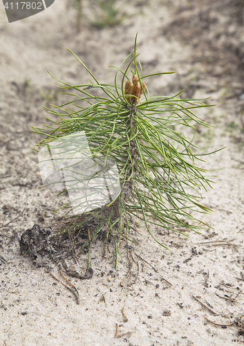 Image of Pine tree sapling