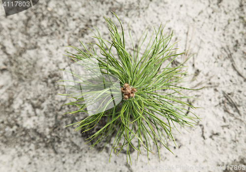 Image of Pine tree sapling