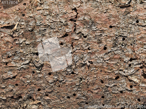 Image of Holes in the wood 