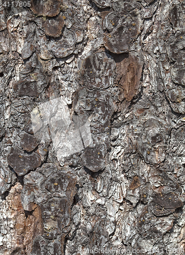 Image of Pine bark texture