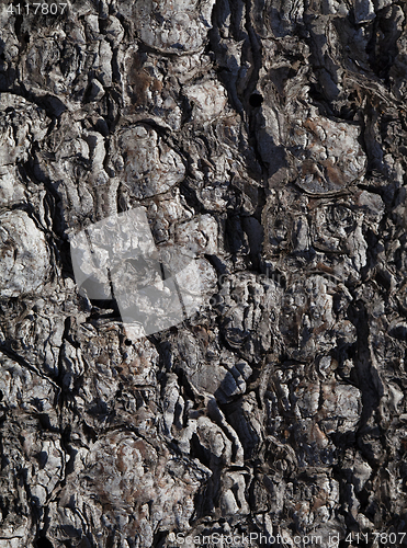 Image of Pine bark texture