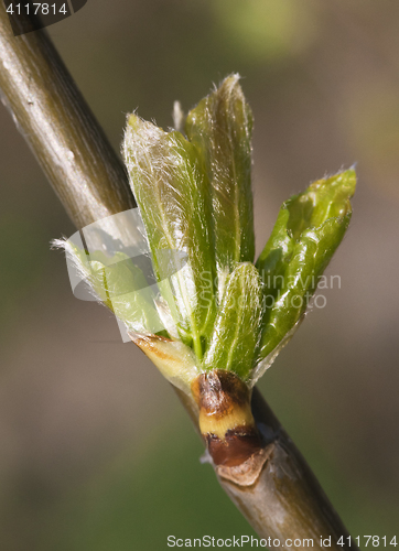 Image of Spring leaves, macro shot