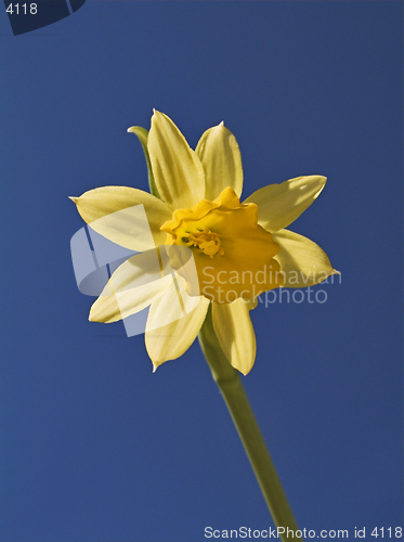 Image of Yellow Flower