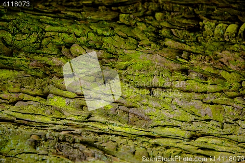 Image of Closeup photo of a tree trunk