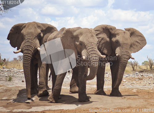 Image of elephants in Africa