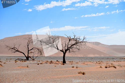 Image of dry tree against dune