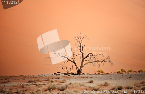 Image of dry tree against dune