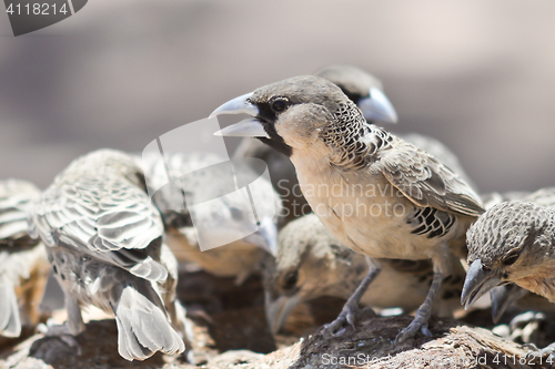 Image of sociable weavers