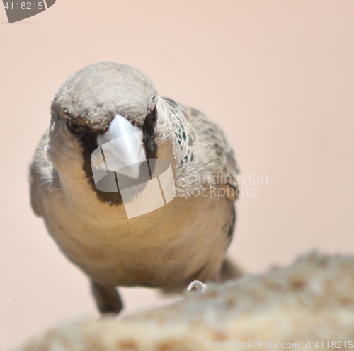 Image of sociable weaver