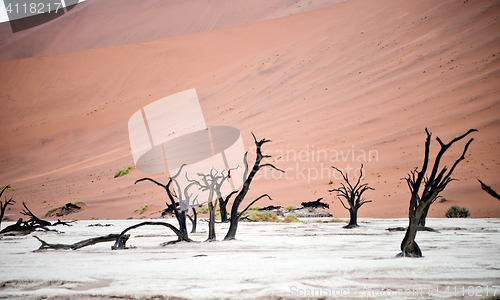 Image of Sossusvlei, Namibia