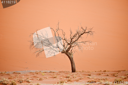 Image of dry tree 