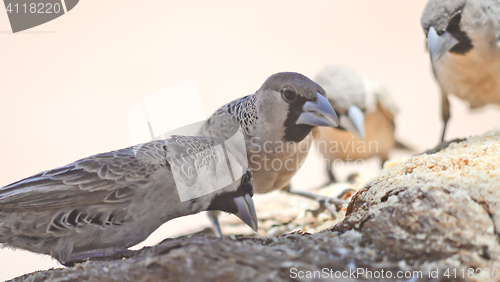 Image of sociable weavers