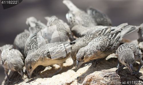 Image of sociable weavers