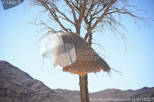 Image of weaver bird nest